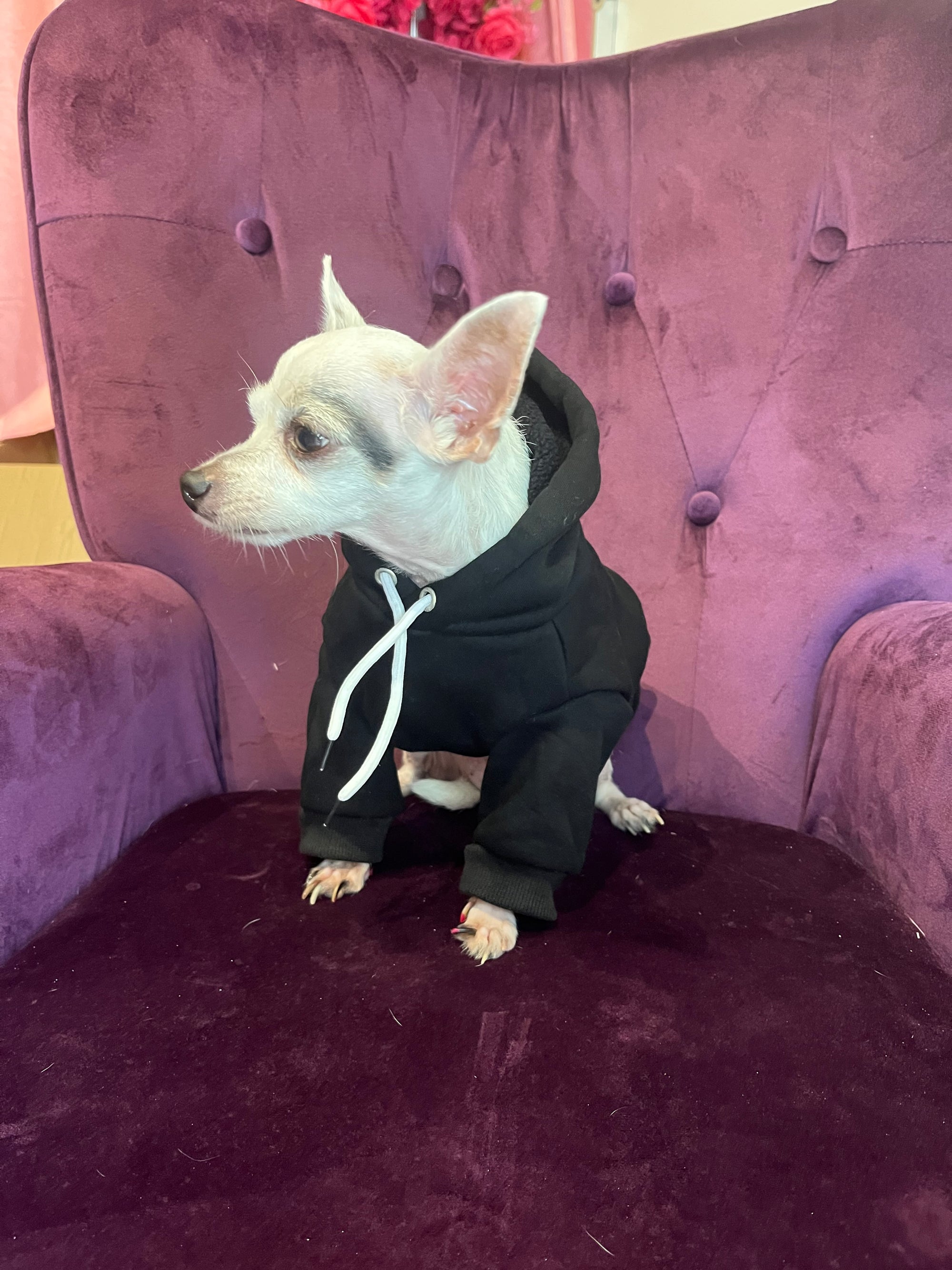 🐾Vêtements Animaux🐾
